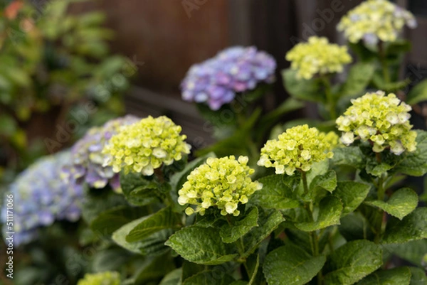 Obraz 梅雨あじさい