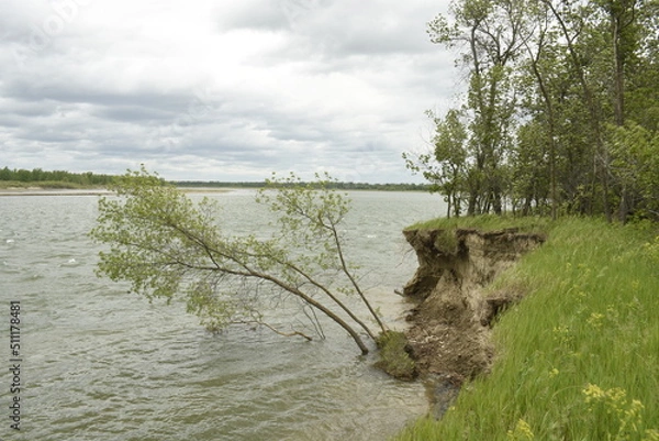 Obraz Tree in Missouri River