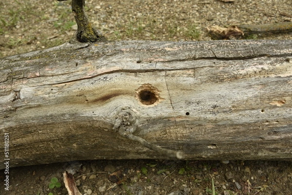 Obraz Hole In Log