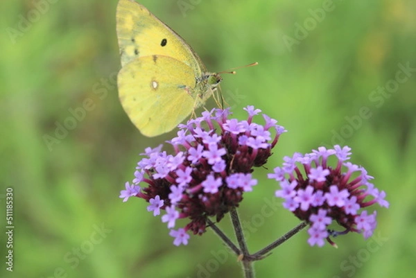 Obraz 野花と蝶の接写