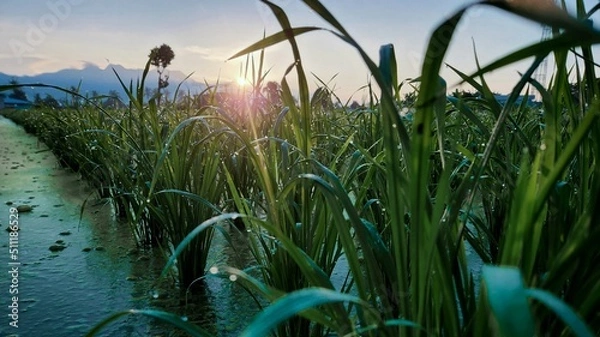 Fototapeta grass in the morning