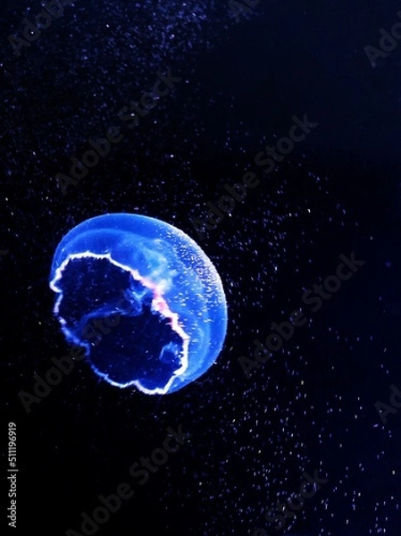 Fototapeta 神秘な世界のクラゲ