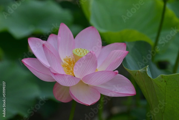 Fototapeta 唐招提寺の蓮６