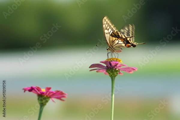 Fototapeta アゲハチョウ