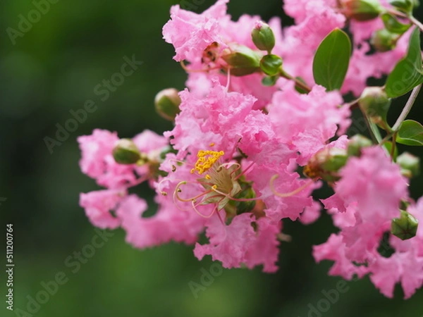 Fototapeta ヒャクジツコウ