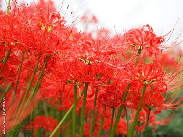 Fototapeta ヒガンバナ