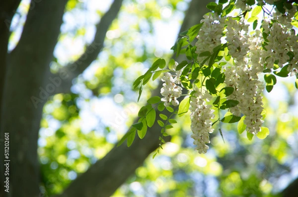 Obraz ニセアカシア