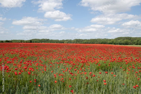 Fototapeta Wheat fields with poppies in Cambridgeshire, England