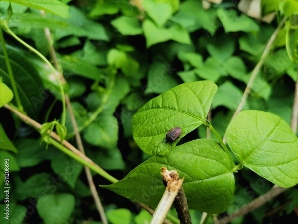 Obraz An insect on a leaf