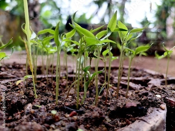 Obraz Seeding in the small pot