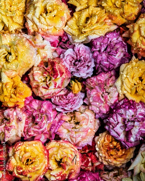 Fototapeta Various colored wet rose blossoms arrainged together