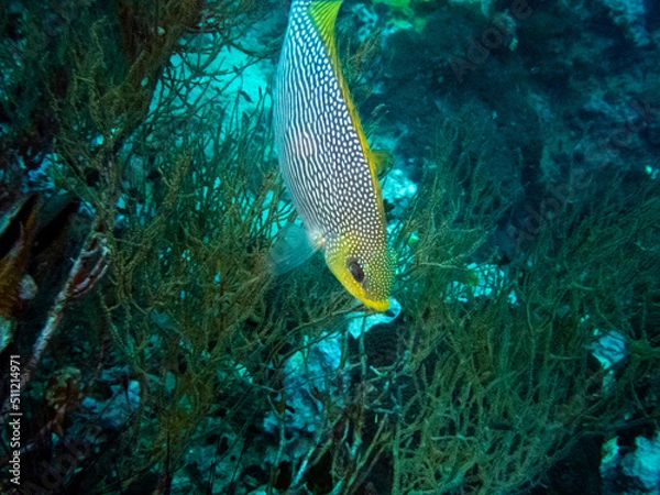 Obraz A yellow sweetlips is looking for food.