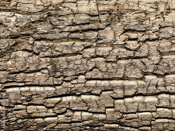 Fototapeta Natural Weathered Grey Tan Taupe Sepia Wooden Board, Cracked Rough Cut Wood Texture, Large Detailed Old Aged Gray Lumber Background Macro Closeup, Textured Crack Pattern