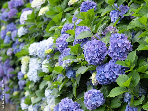 Fototapeta カラフルなアジサイの並木道