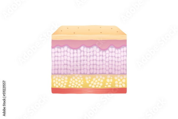 Obraz Normal Human Skin Layers Cube with Muscle,