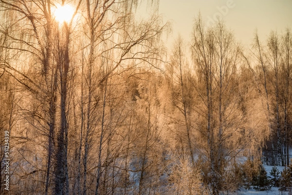 Fototapeta The sun illuminates the branches of trees covered with hoarfrost on a frosty winter day