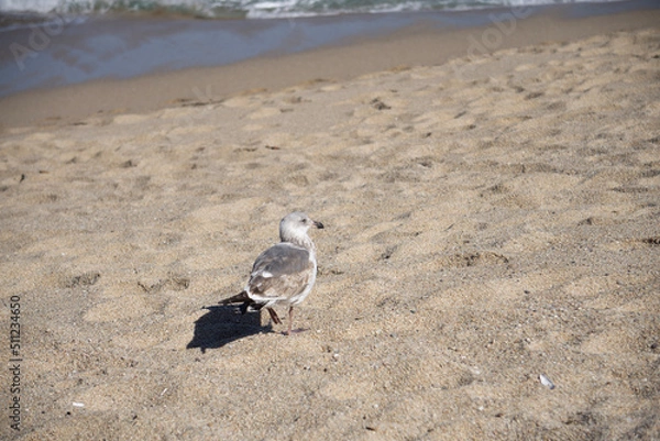 Obraz seagull on the beach
