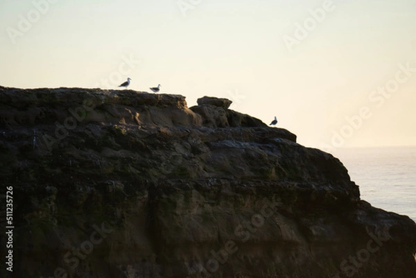 Obraz seagulls on a rock