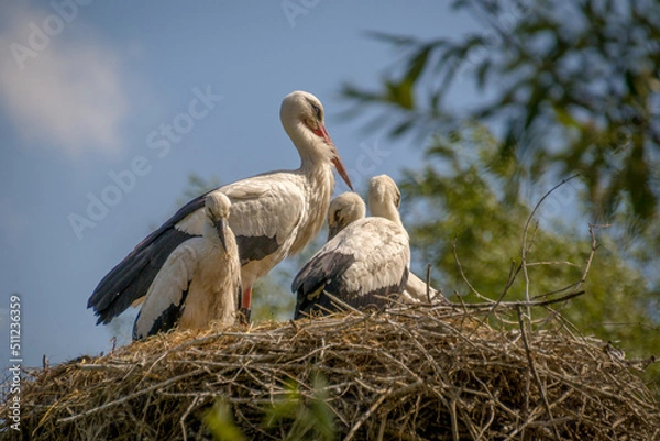 Obraz Animals in the mini zoo