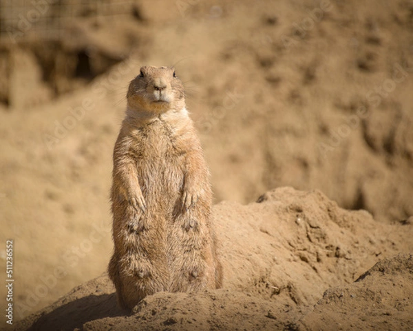 Obraz Animals in the mini zoo