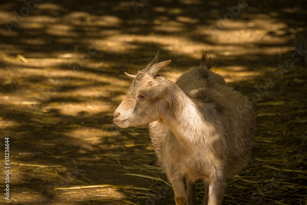 Obraz Animals in the mini zoo