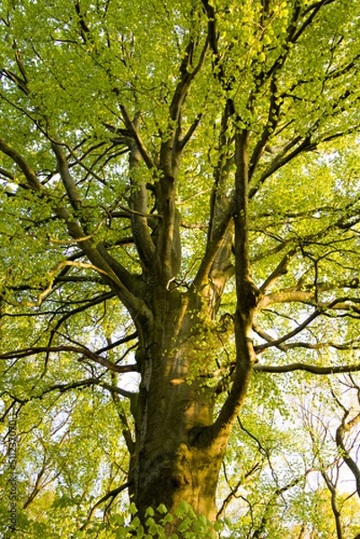 Obraz tree in the park