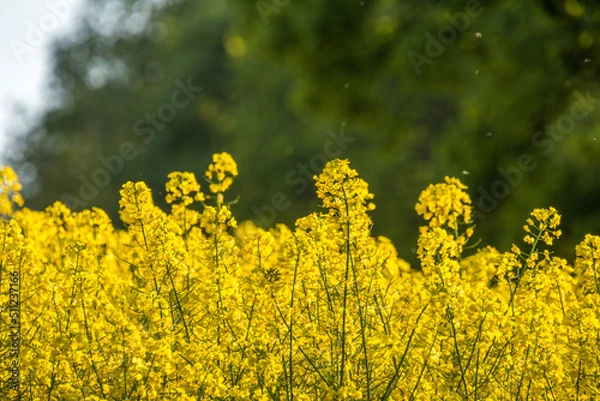 Obraz Blooming rapeseed in the fields