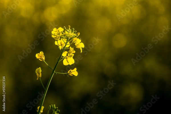 Obraz Blooming rapeseed in the fields