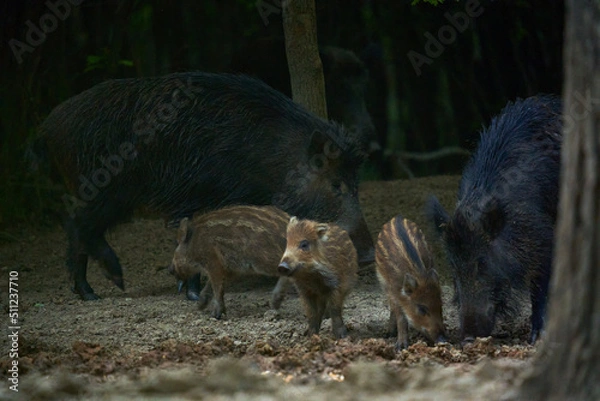 Obraz Wild hog herd in the forest