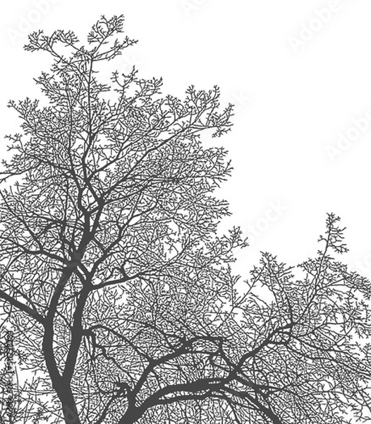 Fototapeta Silhouette of tree branches on a white background. Realistic black and white illustration of elm branches.