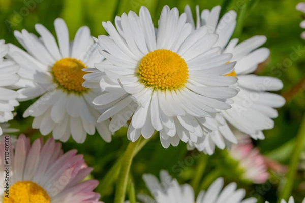 Obraz White a chamomile in the grass