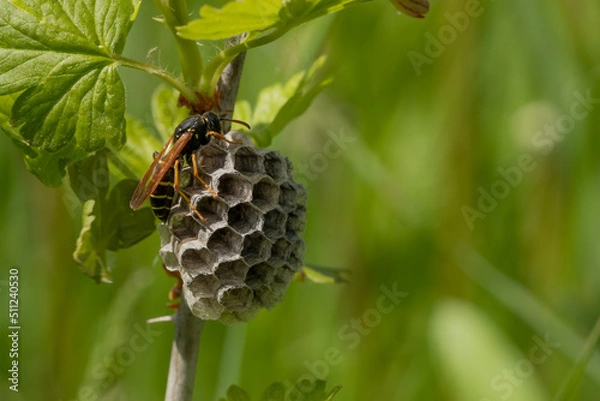 Obraz Queen wasp on the nest