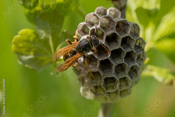 Obraz Queen wasp on the nest