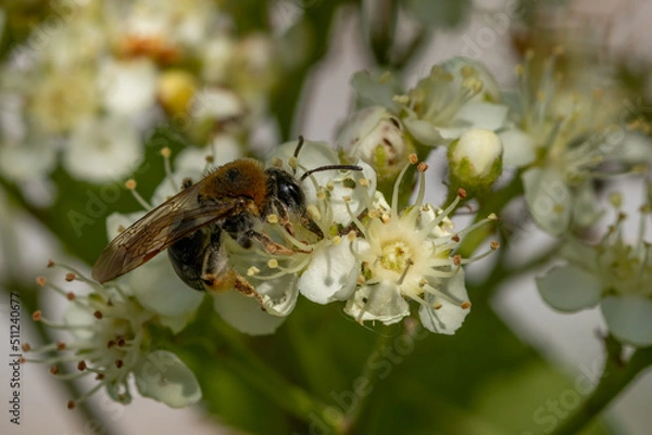 Obraz Bee on rowan flowers. Macro