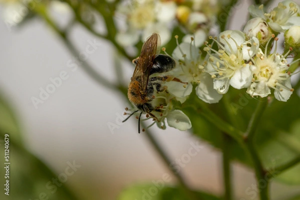 Obraz Bee on rowan flowers. Macro