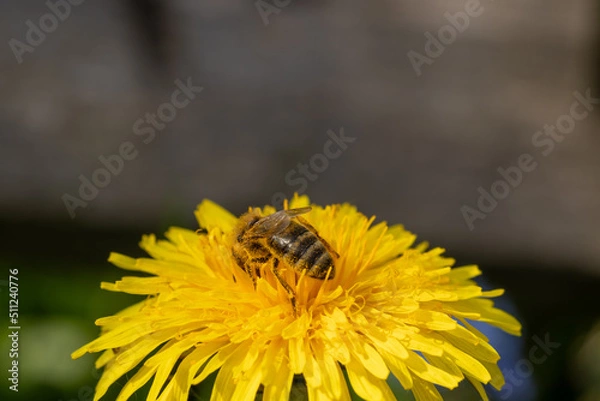 Obraz A bee collects nectar on a dandelion