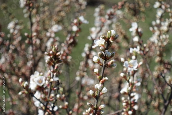 Fototapeta Half opened flowers and buds of prunus tomentosa in March