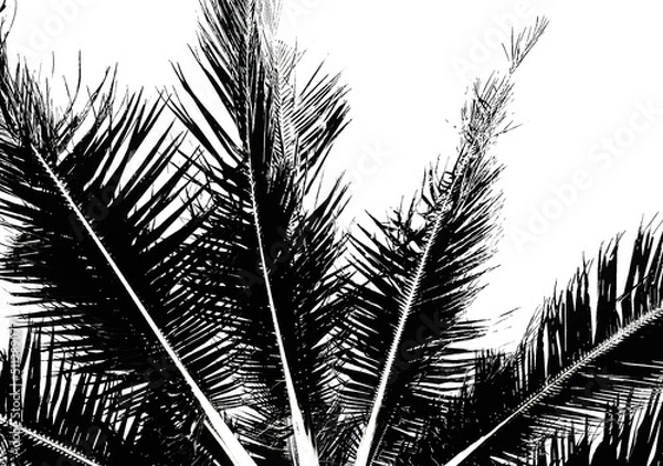 Obraz palm tree silhouette