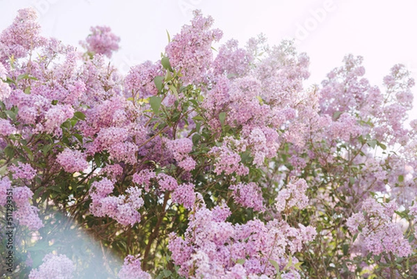 Obraz Spring branch of lilac flowers, natural background, lovely landscape of nature