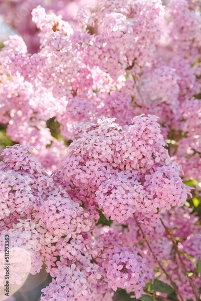 Obraz Background of lilac branches blooming. Spring flowering of a lilac bush. Soft lilac flowers on a blurry background.