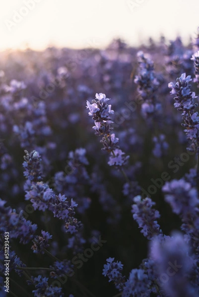 Fototapeta Lavender field blur background macro