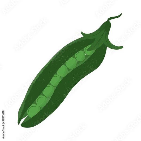 Obraz Green Peas hand drawn Organic Farm food isolated on white background vector illustration.