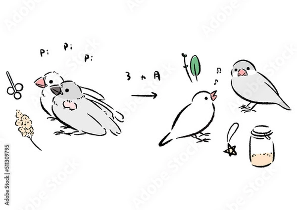 Fototapeta ひなから若鳥になる文鳥