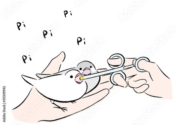 Fototapeta さし餌をねだる文鳥