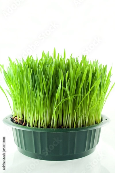 Obraz Christmas wheat