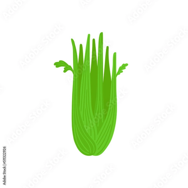 Fototapeta Celery hand drawn sketch vector doodle illustration. Green vegetables healthy food clipart