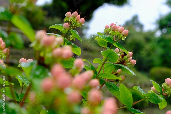 Fototapeta オトギリソウ属ヒペリカム
