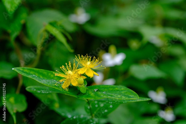 Fototapeta オトギリソウ属ヒペリカム