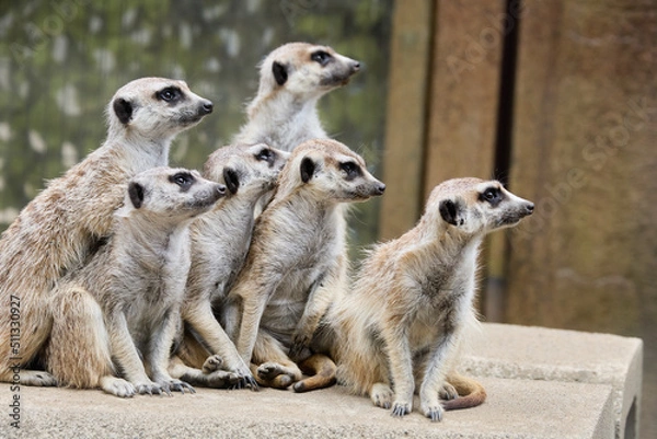 Fototapeta ミーアキャット