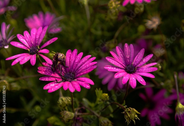 Obraz Life in colors